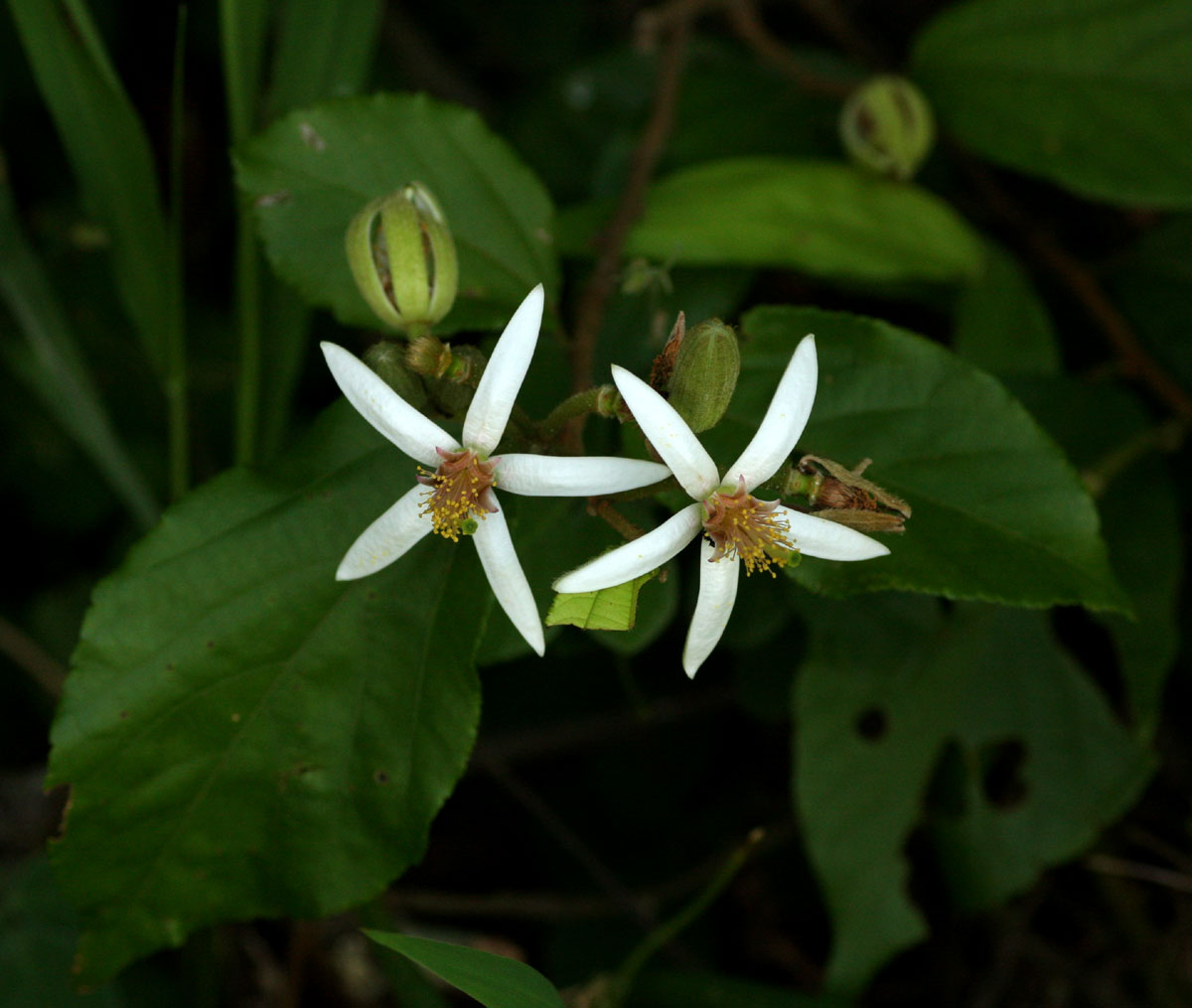 Grewia stolzii Grewia stolzii