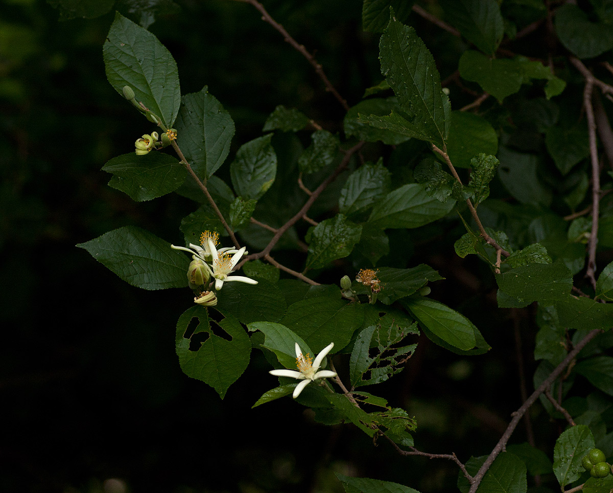 Grewia stolzii Grewia stolzii