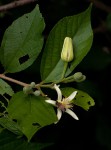 Grewia stolzii