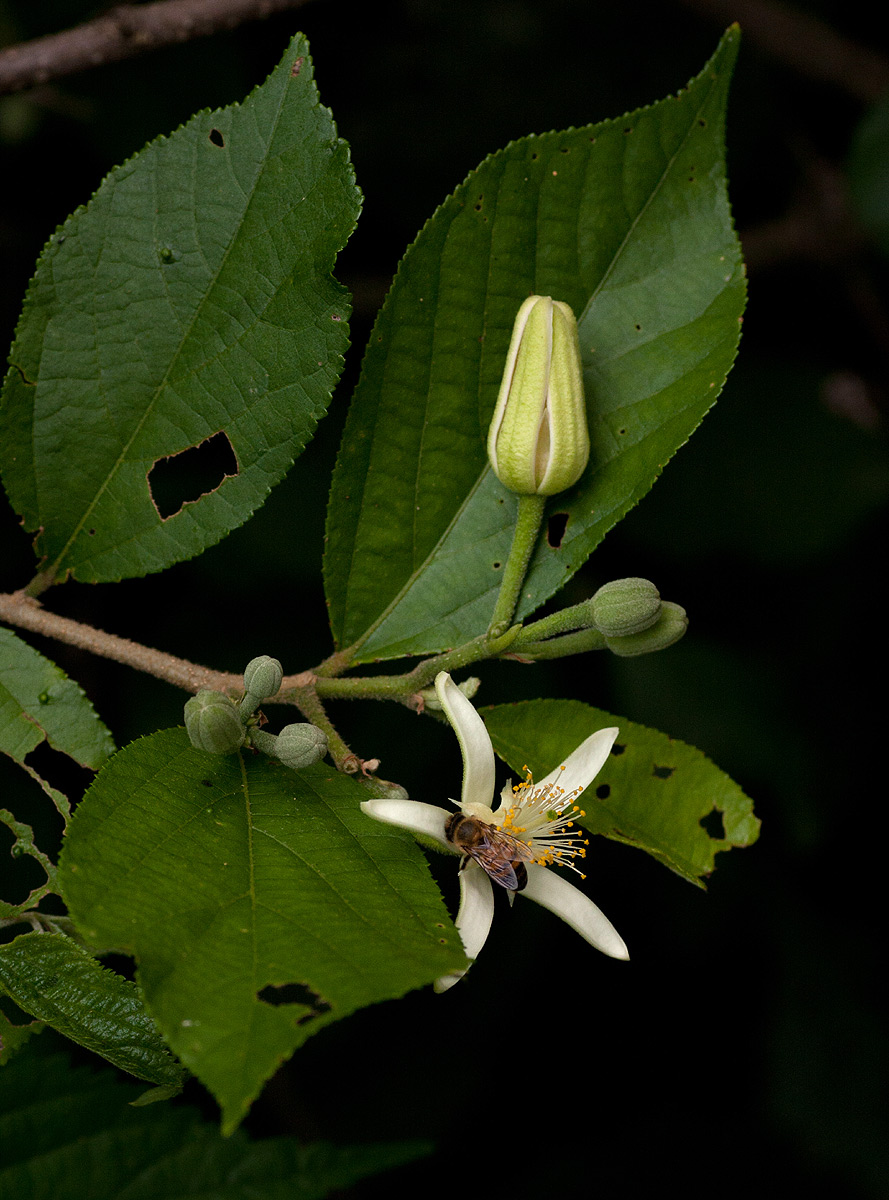 Grewia stolzii Grewia stolzii