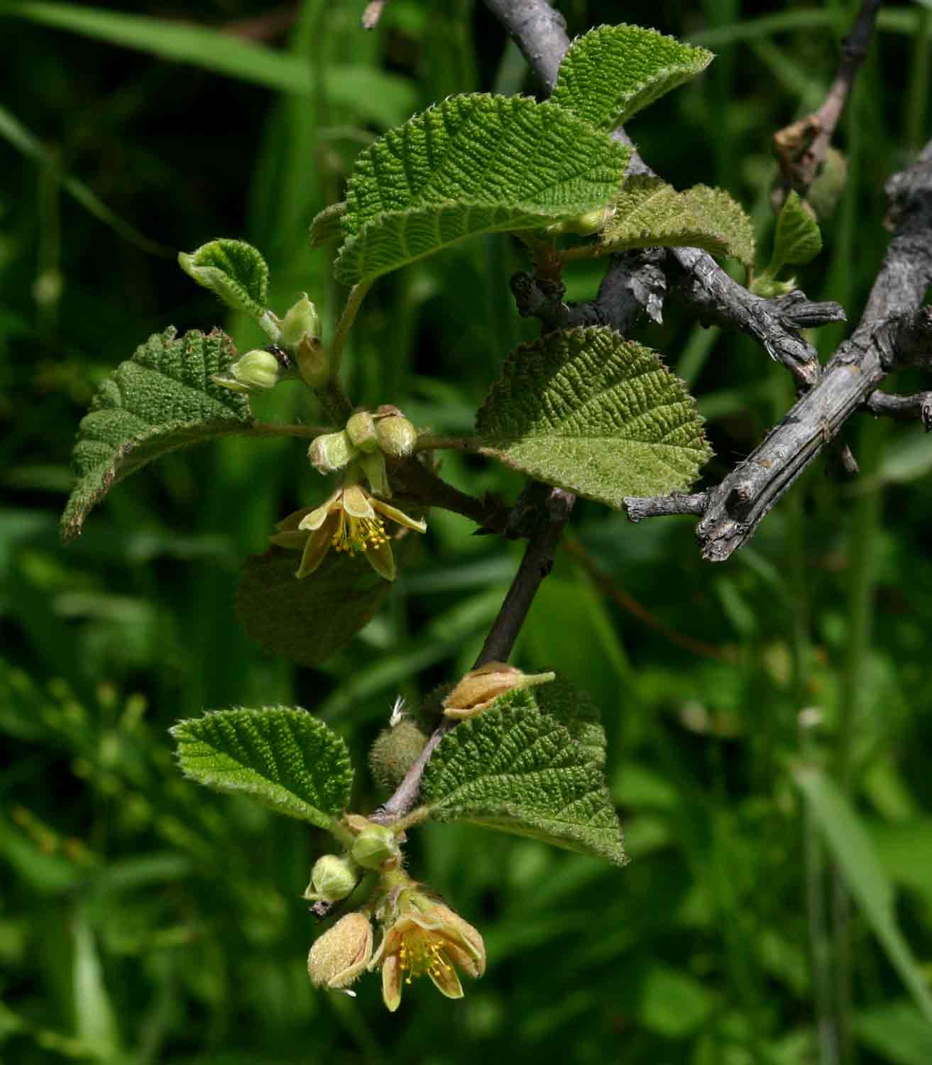 Grewia villosa Grewia villosa