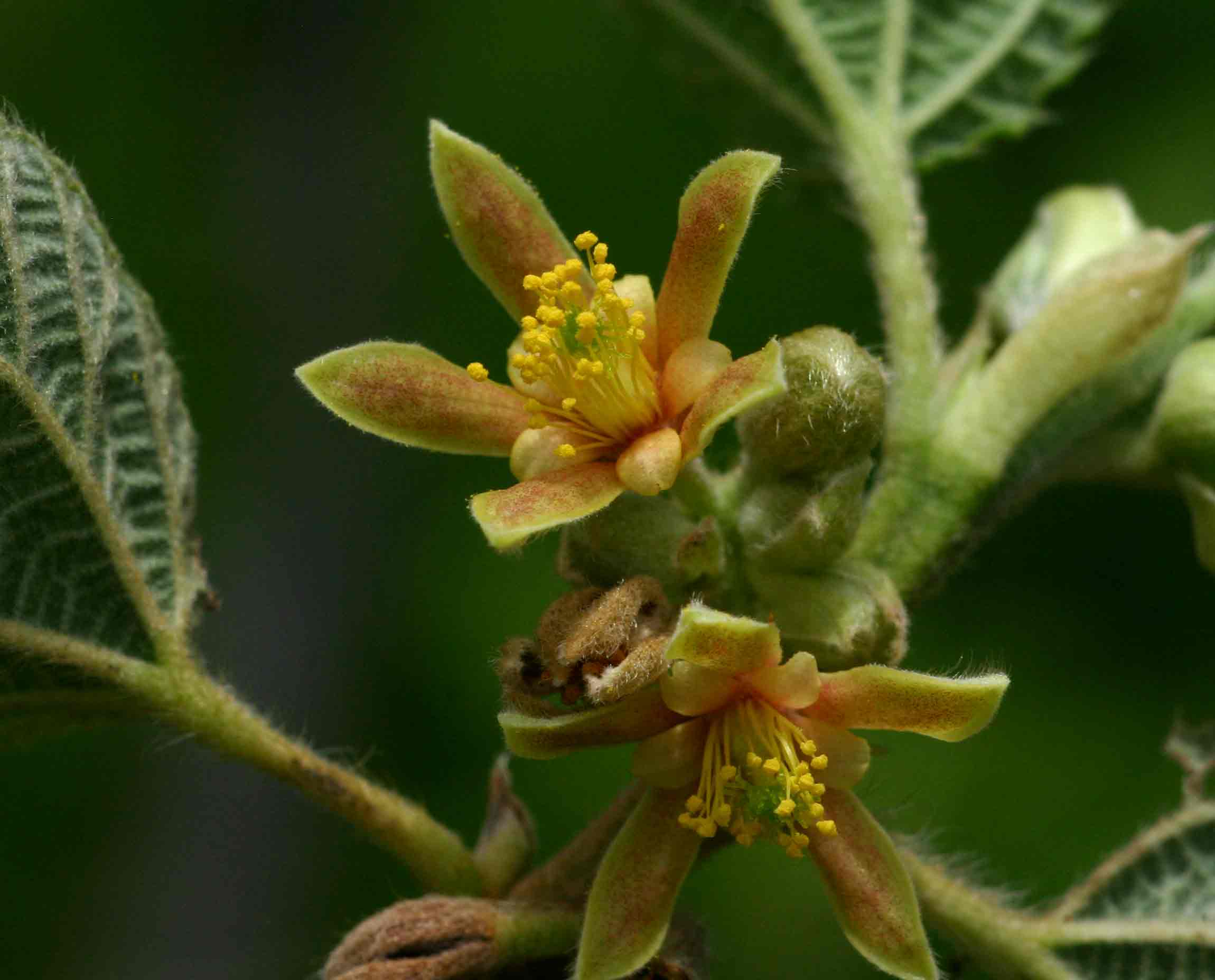 Grewia villosa Grewia villosa