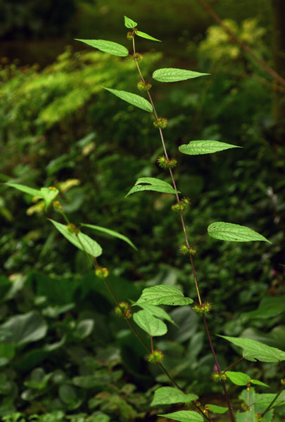 Triumfetta annua Triumfetta annua