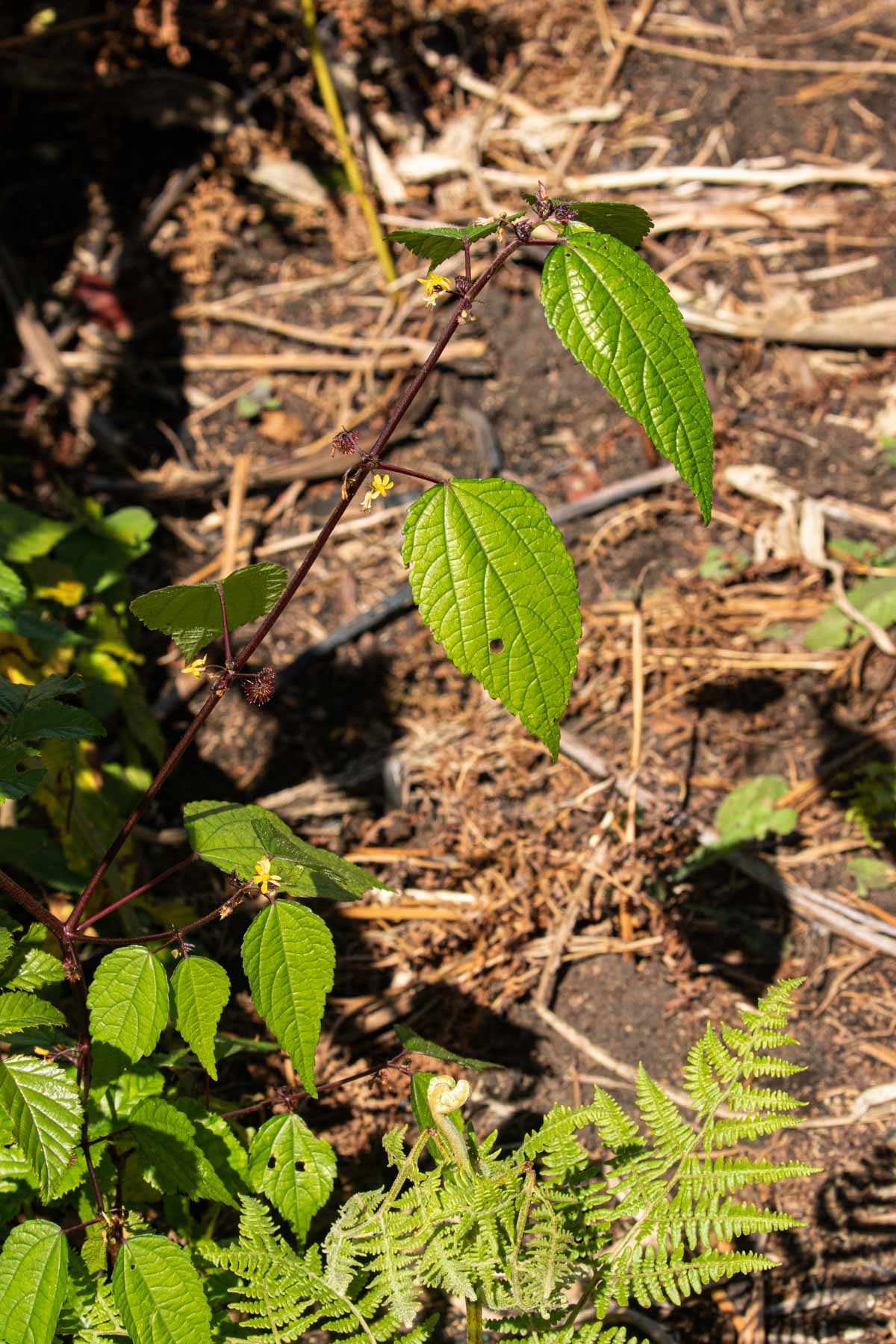 Triumfetta annua Triumfetta annua