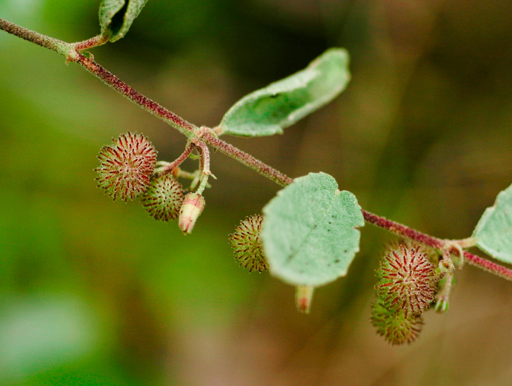 Triumfetta dekindtiana