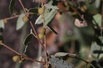 Triumfetta dekindtiana