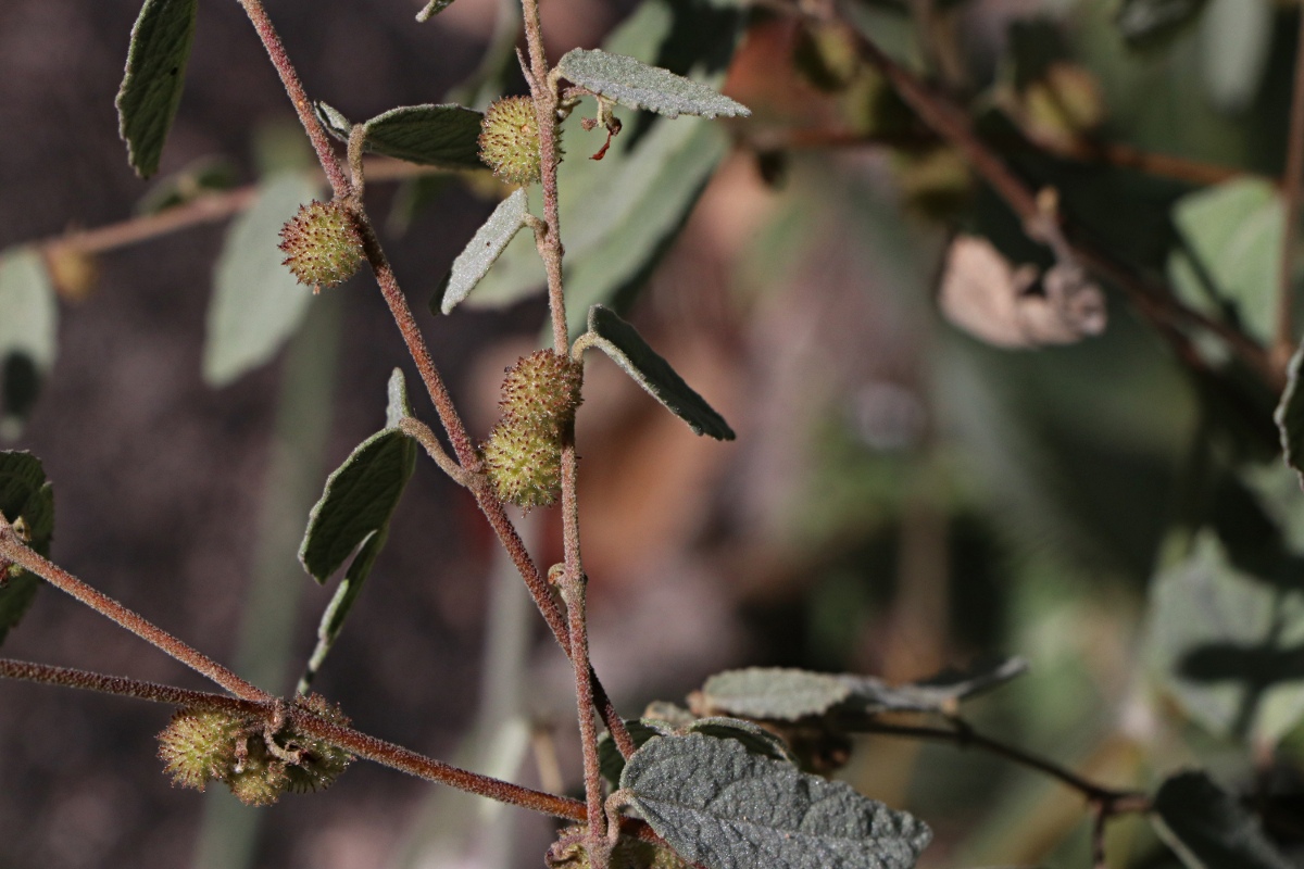Triumfetta dekindtiana