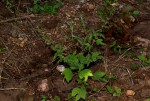 Triumfetta pentandra