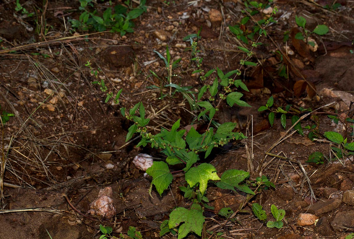Triumfetta pentandra Triumfetta pentandra