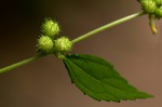 Triumfetta pentandra
