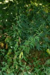 Triumfetta pentandra