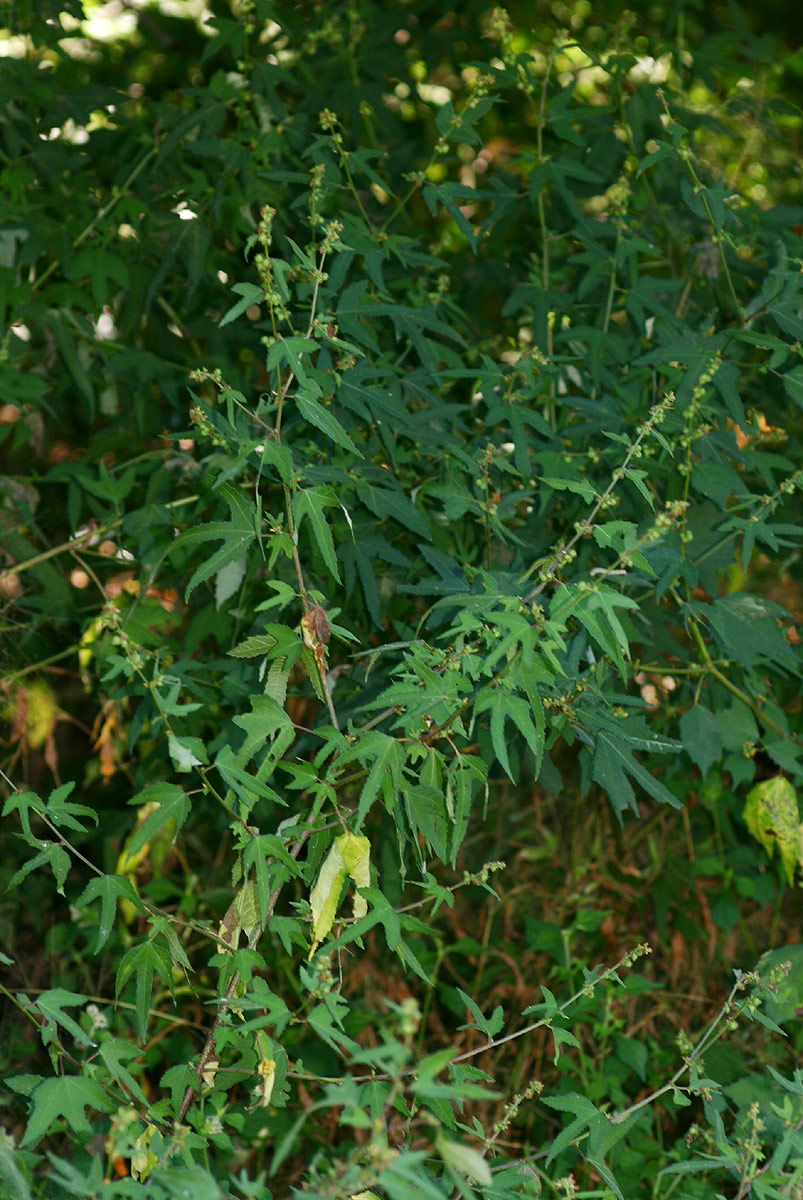 Triumfetta pentandra