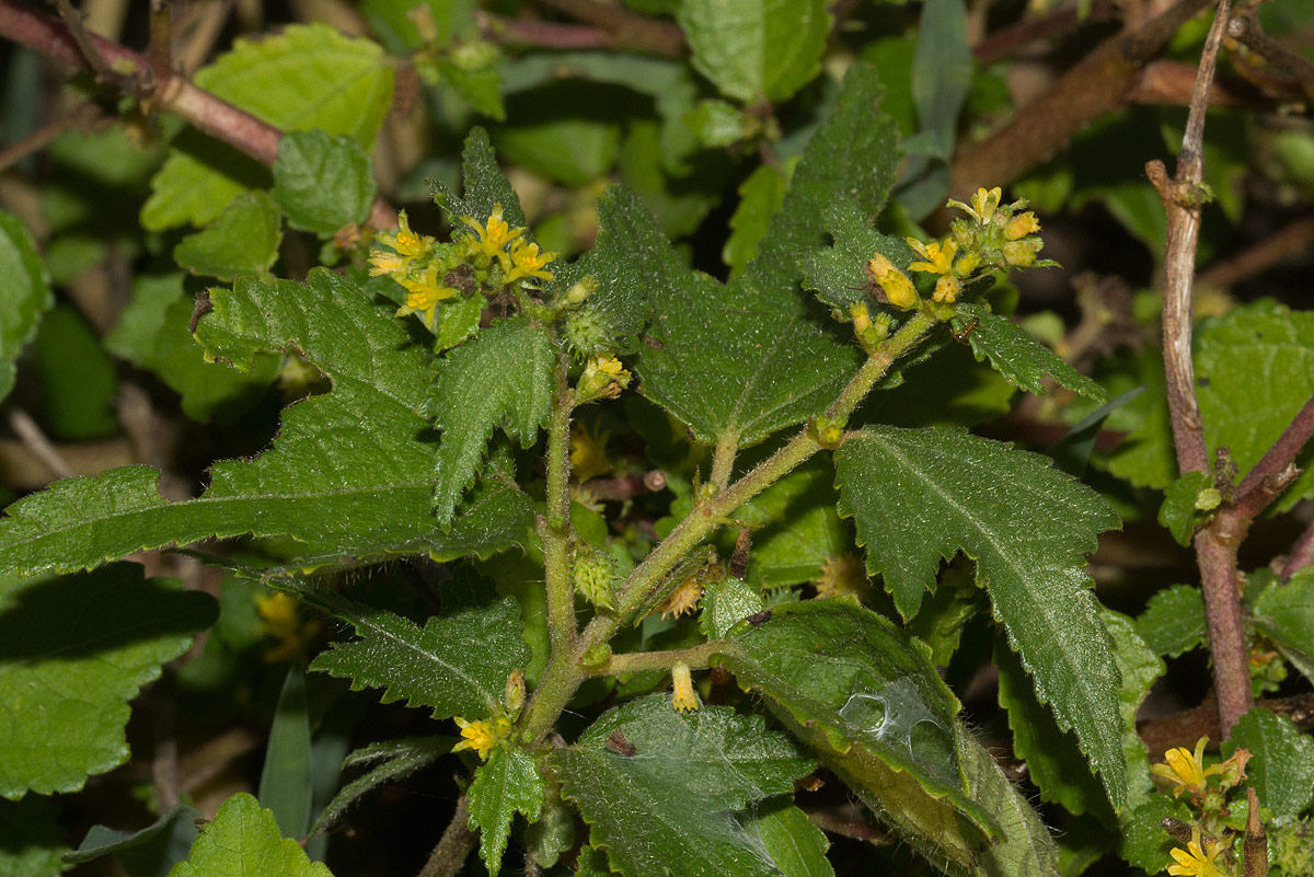 Triumfetta pentandra Triumfetta pentandra