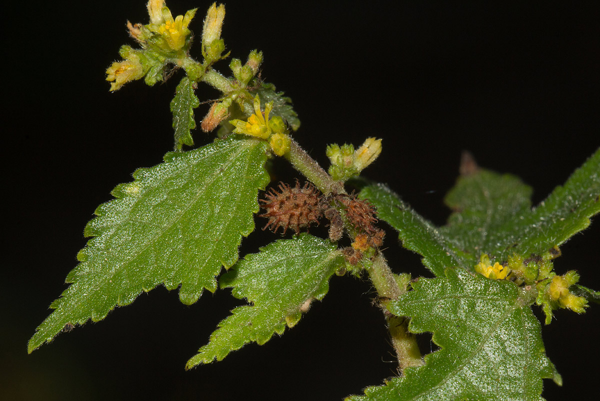 Triumfetta pentandra Triumfetta pentandra