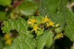 Triumfetta pentandra