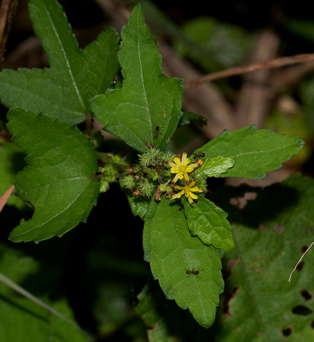 Triumfetta pentandra Triumfetta pentandra