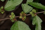 Triumfetta pentandra