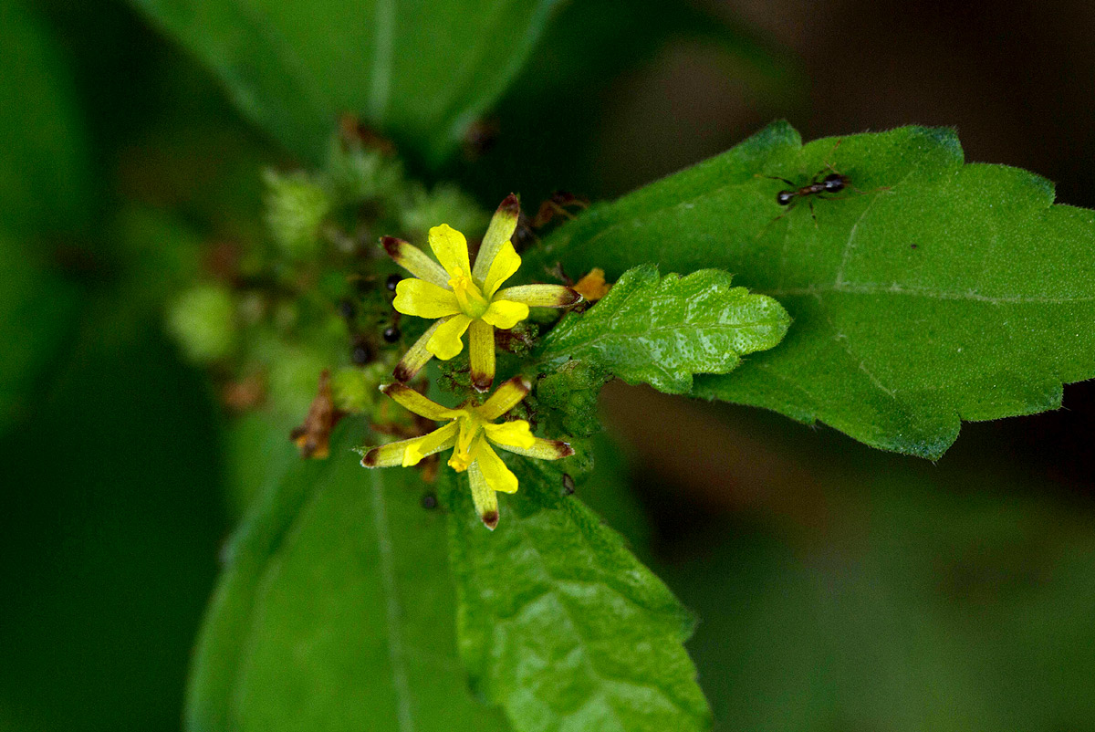 Triumfetta pentandra Triumfetta pentandra
