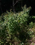 Triumfetta pilosa var. pilosa