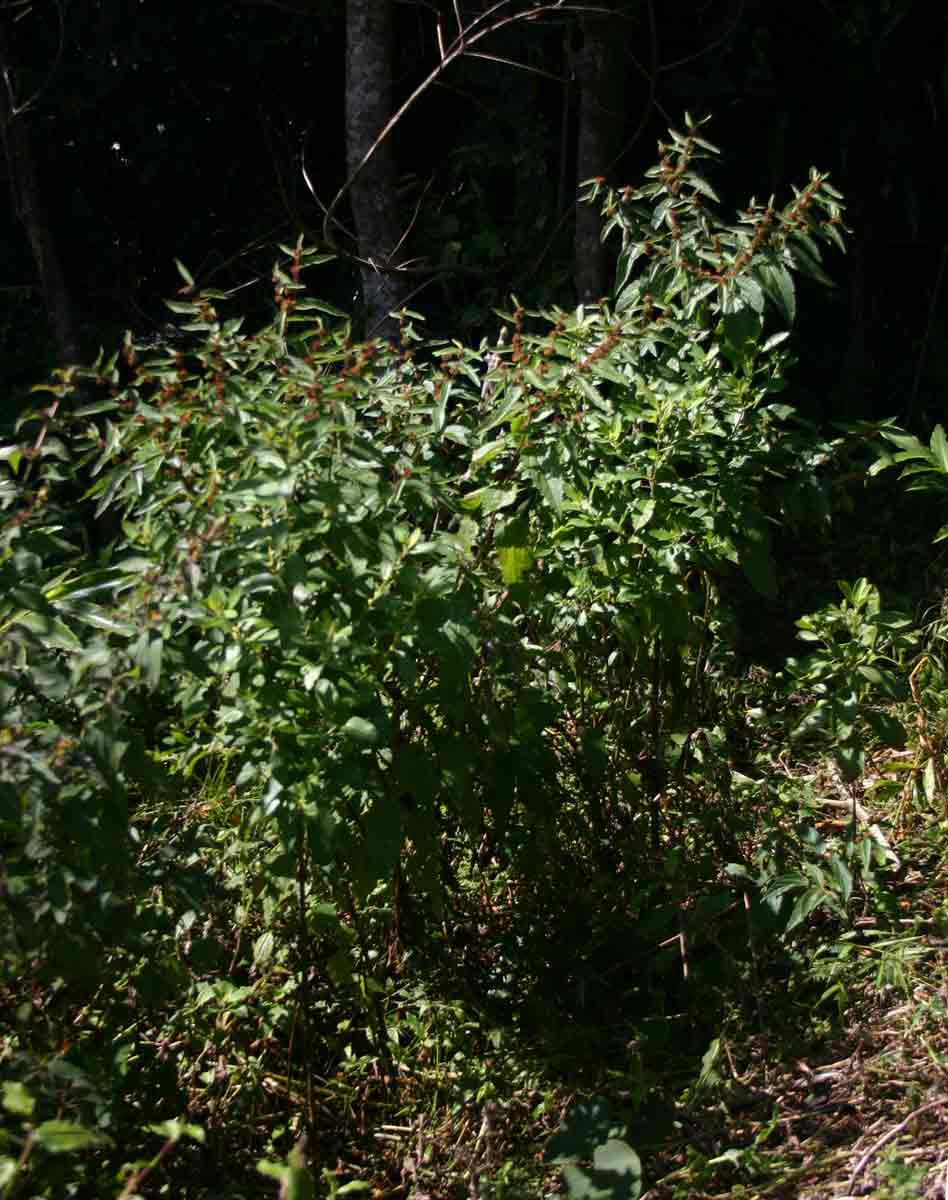 Triumfetta pilosa var. pilosa Triumfetta pilosa var. pilosa