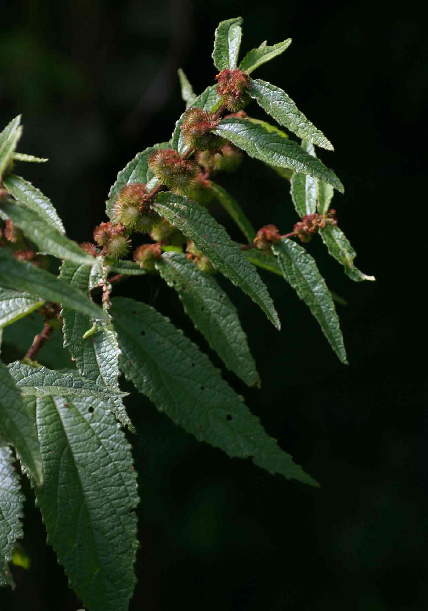 Triumfetta pilosa var. pilosa Triumfetta pilosa var. pilosa