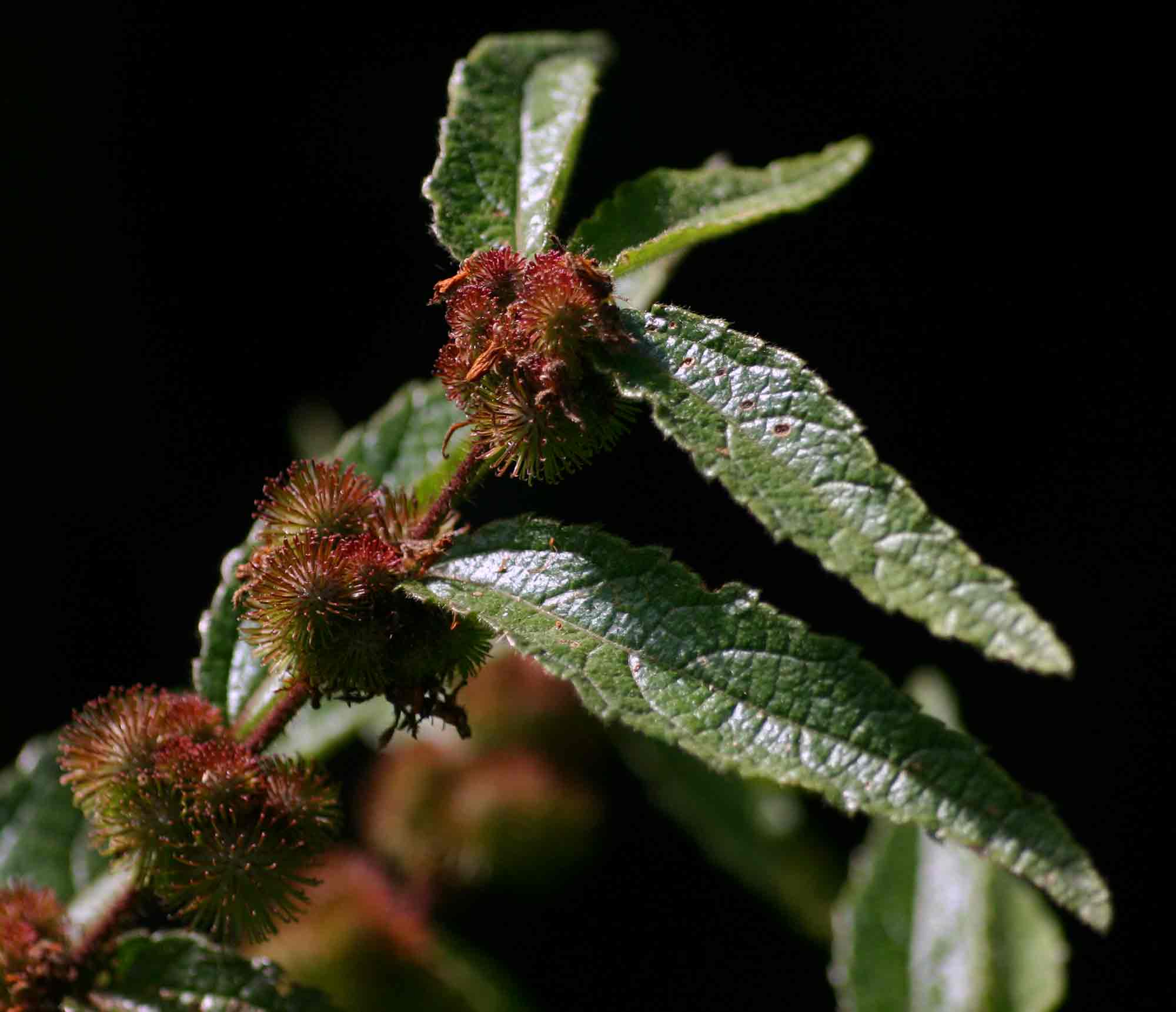 Triumfetta pilosa var. pilosa Triumfetta pilosa var. pilosa
