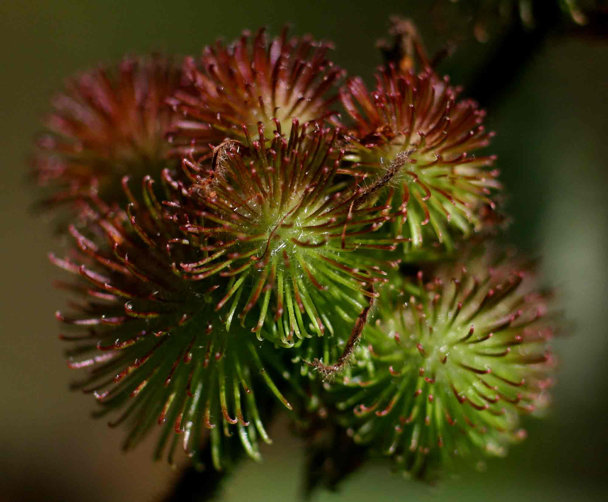 Triumfetta pilosa var. pilosa Triumfetta pilosa var. pilosa