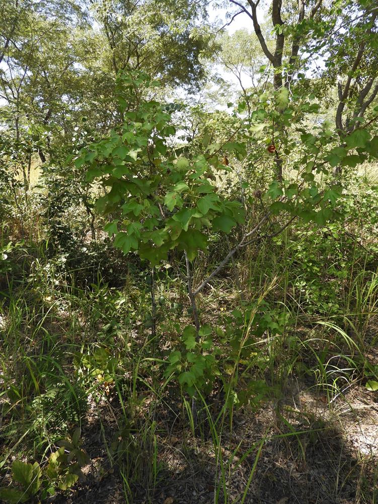 Triumfetta tomentosa Triumfetta tomentosa