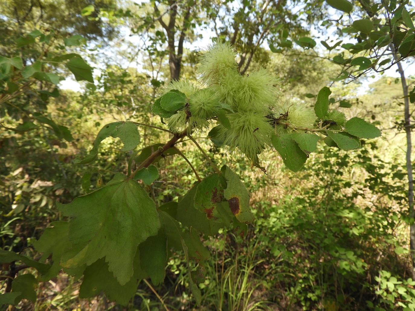 Triumfetta tomentosa Triumfetta tomentosa
