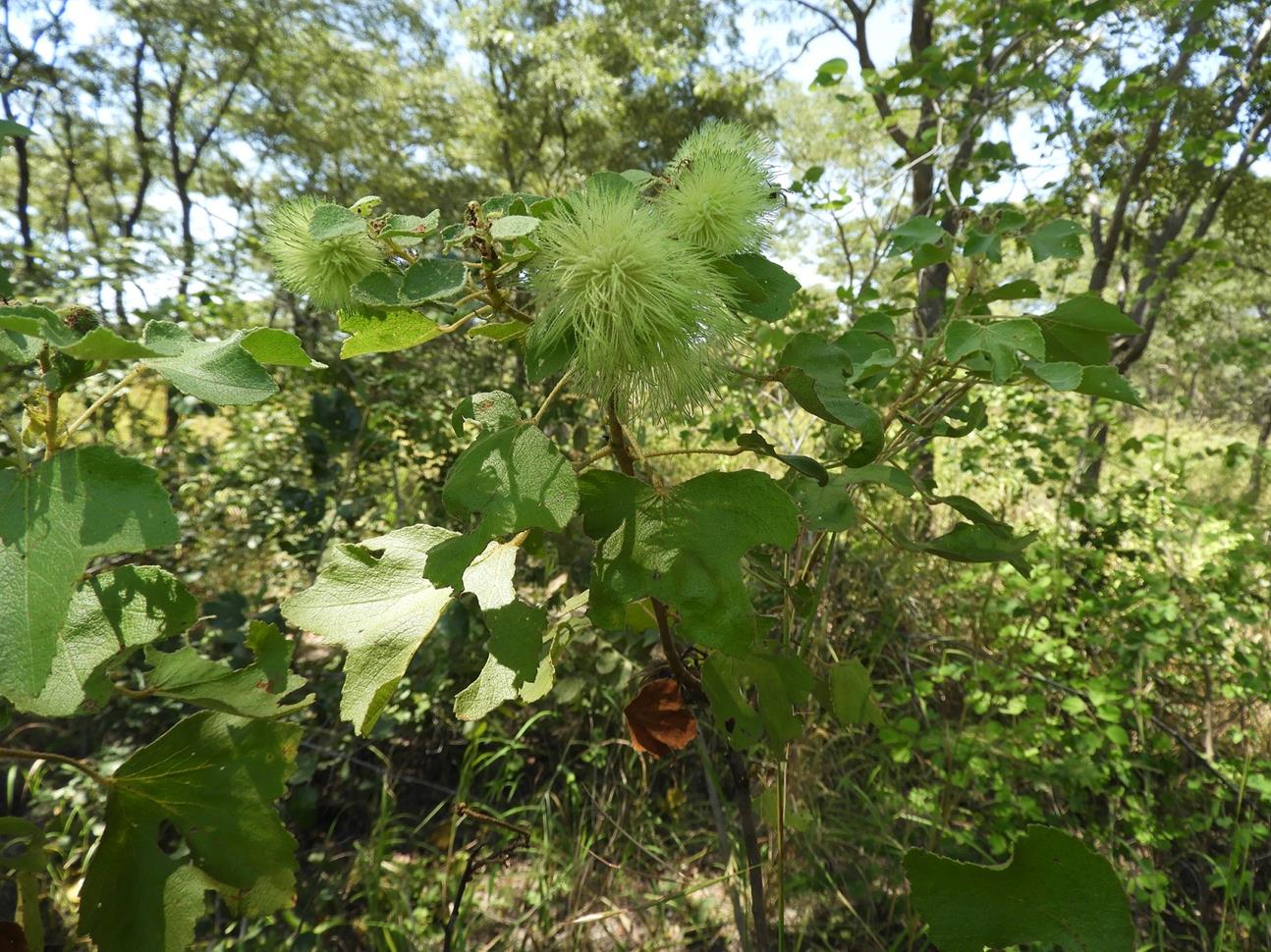 Triumfetta tomentosa Triumfetta tomentosa