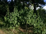 Abutilon angulatum var. angulatum