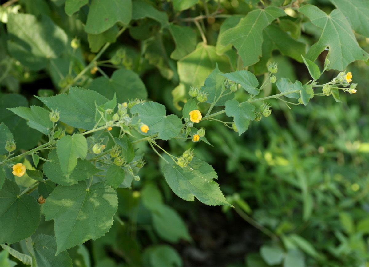 Abutilon ramosum