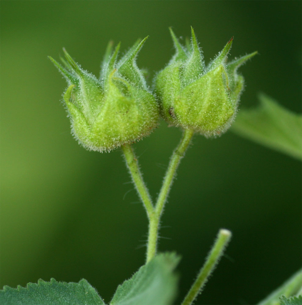 Abutilon ramosum