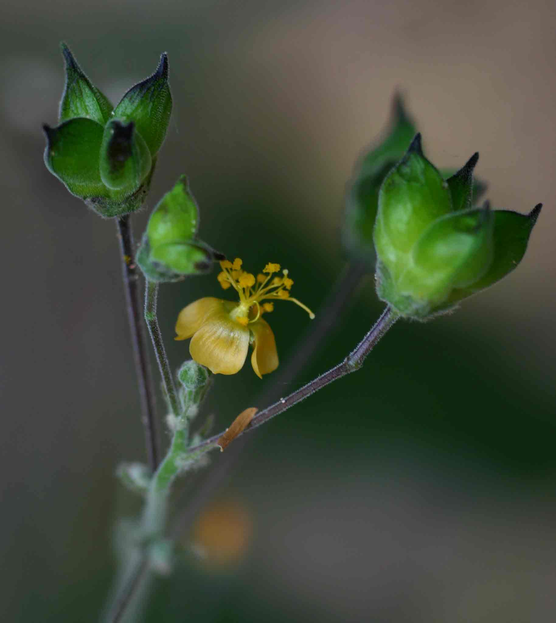 Wissadula rostrata
