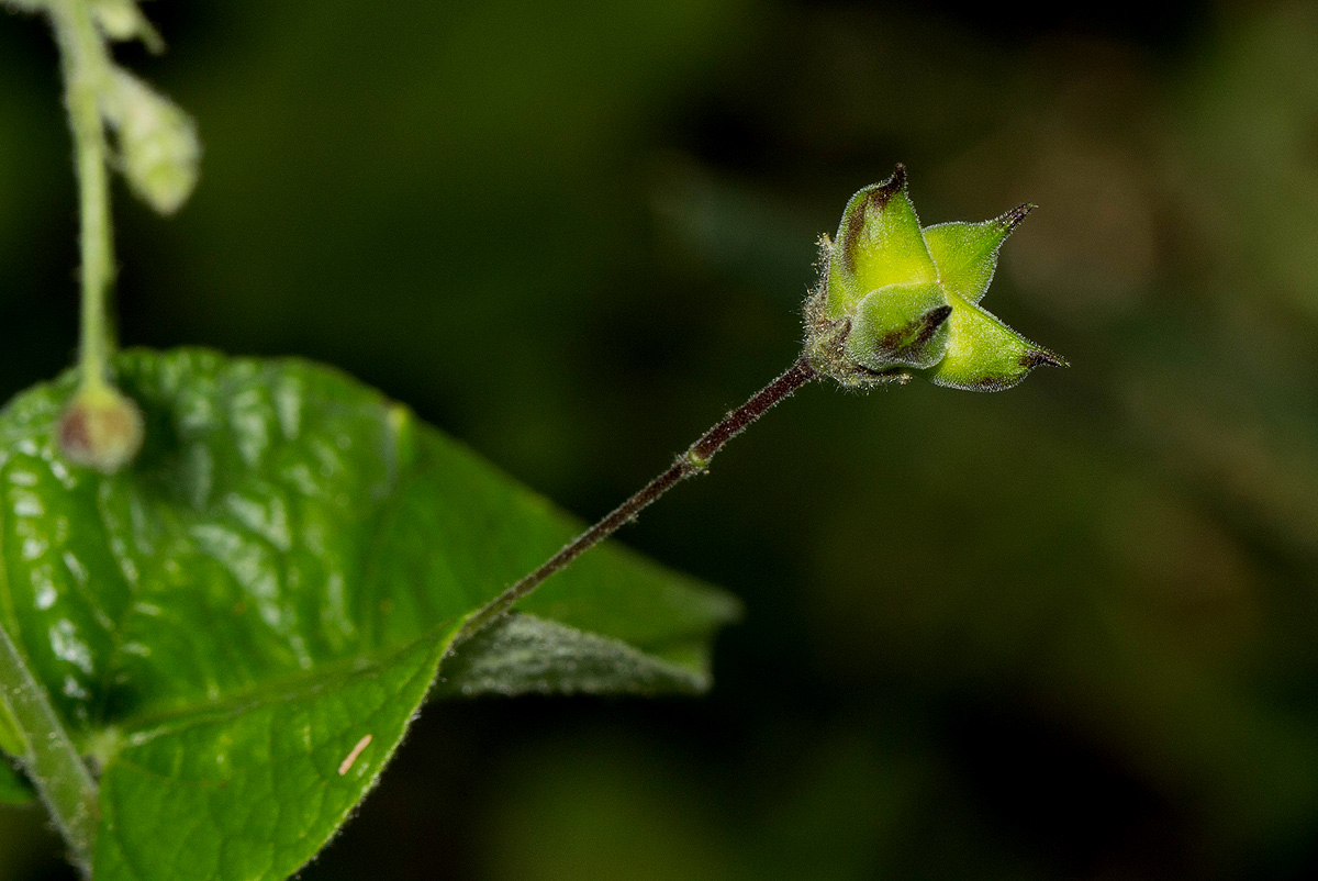 Wissadula rostrata