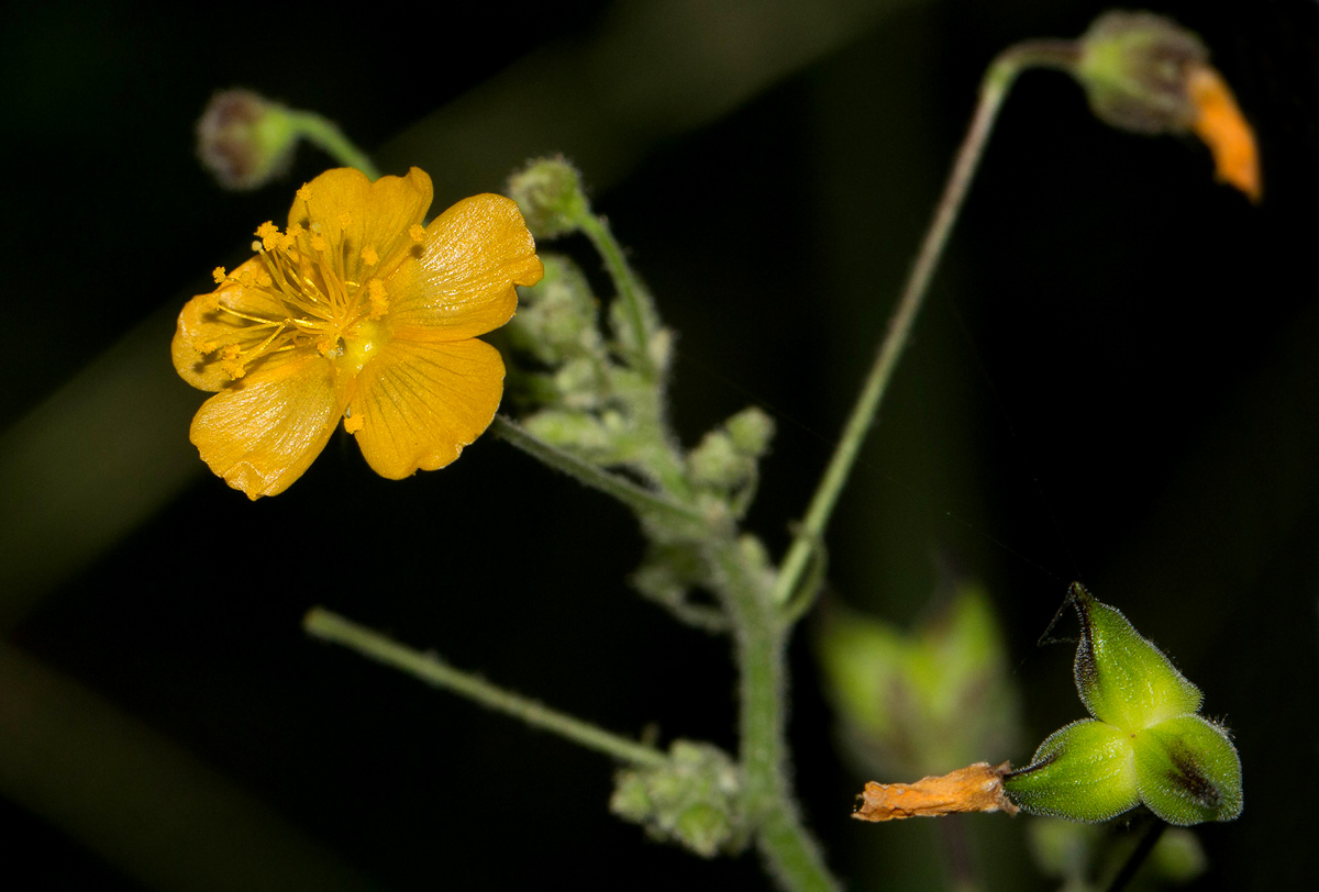 Wissadula rostrata