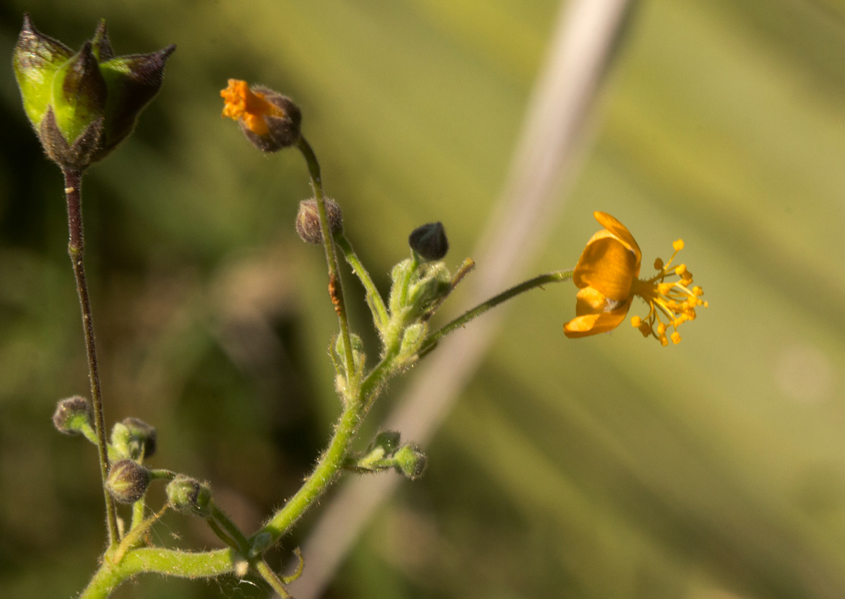 Wissadula rostrata