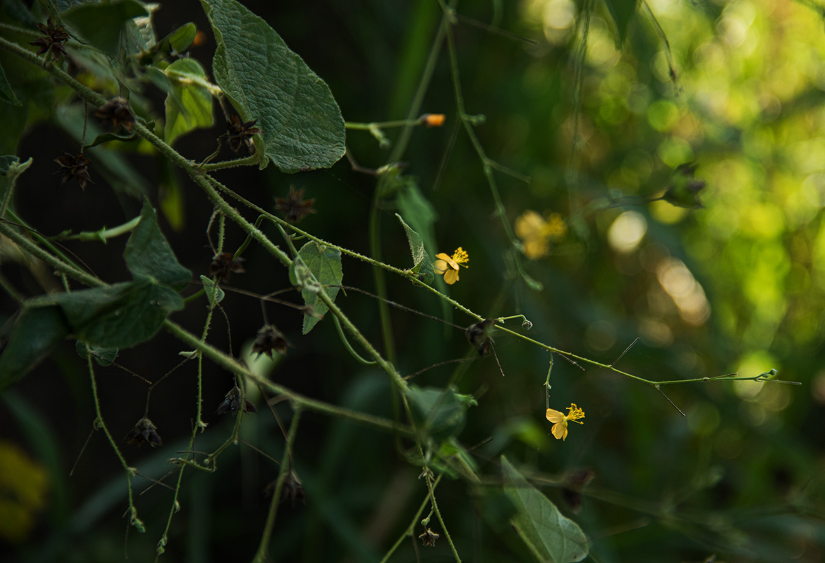 Wissadula rostrata