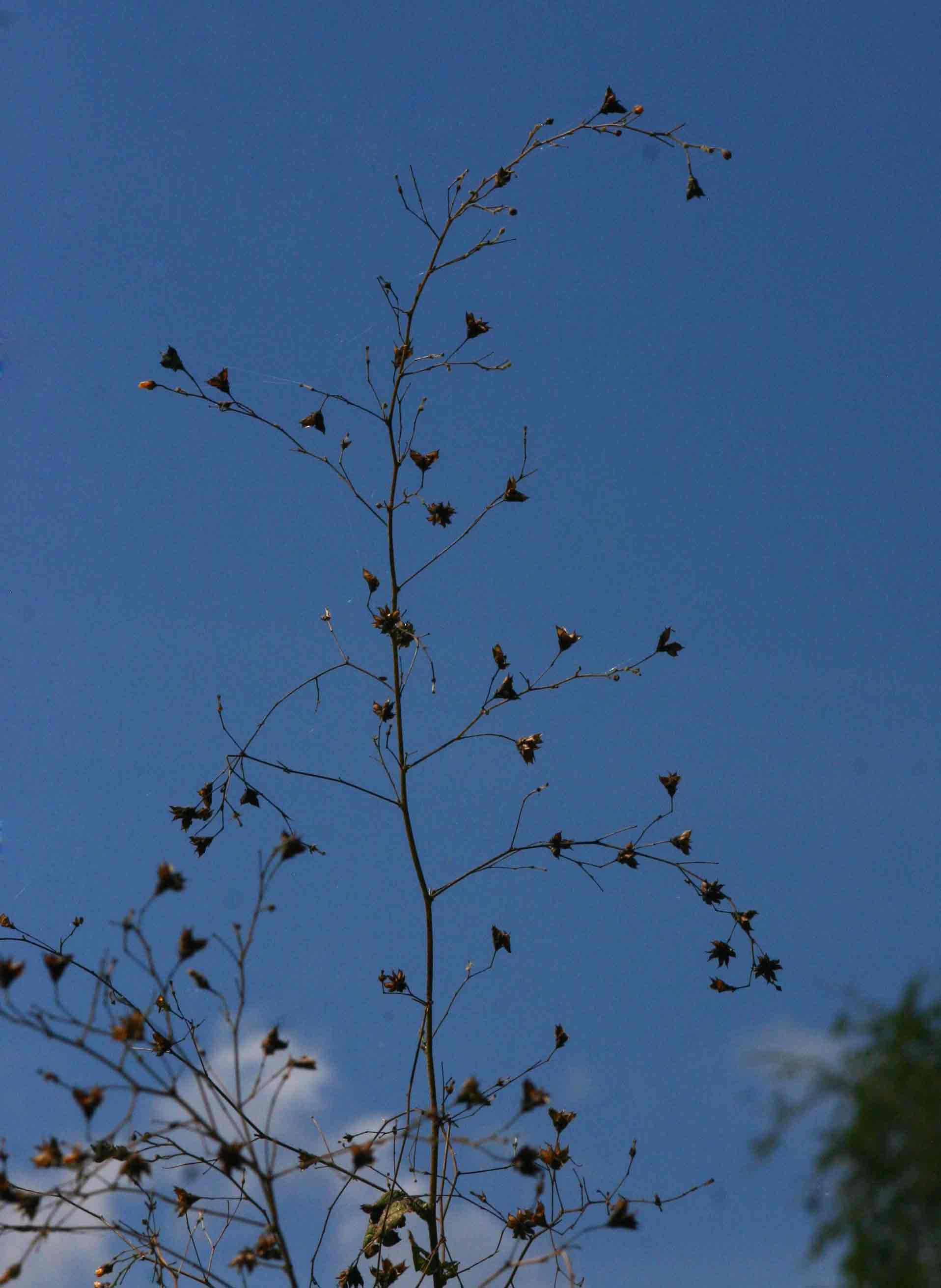 Wissadula rostrata