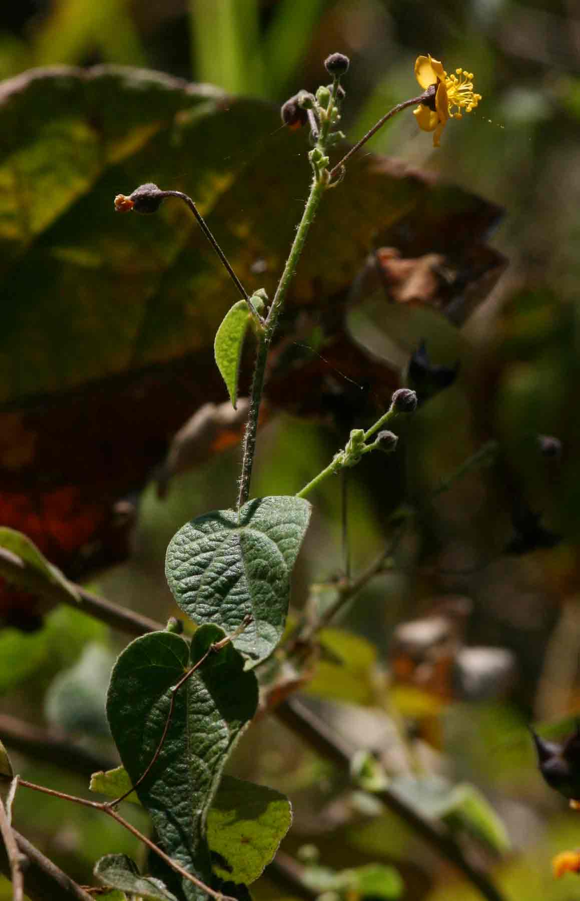 Wissadula rostrata