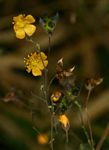 Wissadula rostrata