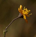 Wissadula rostrata