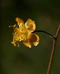 Wissadula rostrata