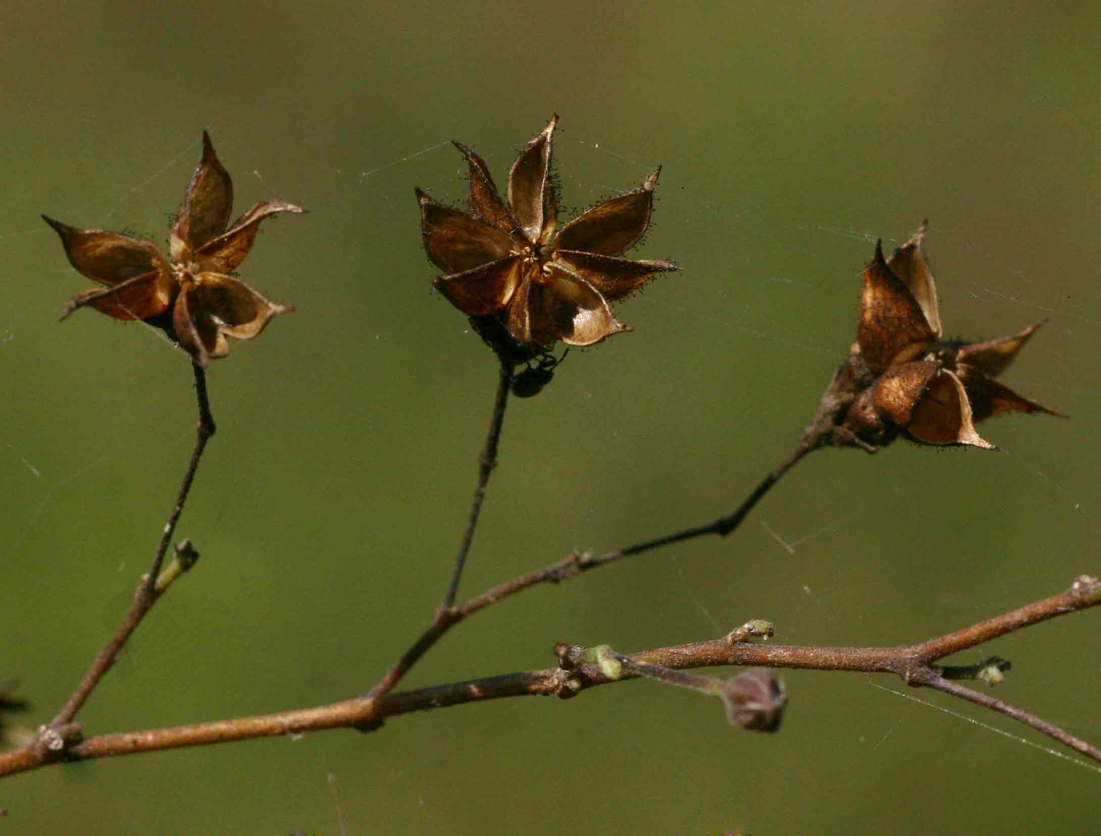 Wissadula rostrata