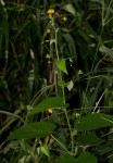 Wissadula rostrata