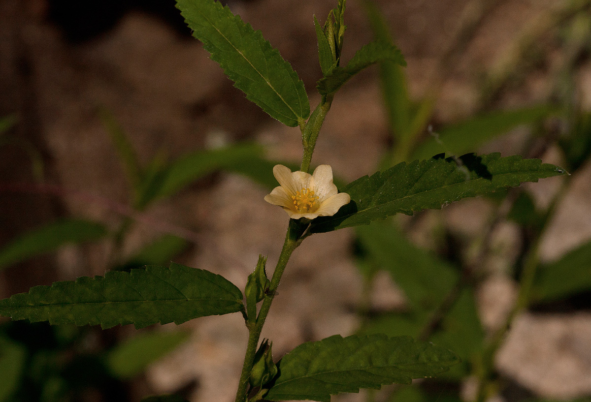 Sida acuta Sida acuta