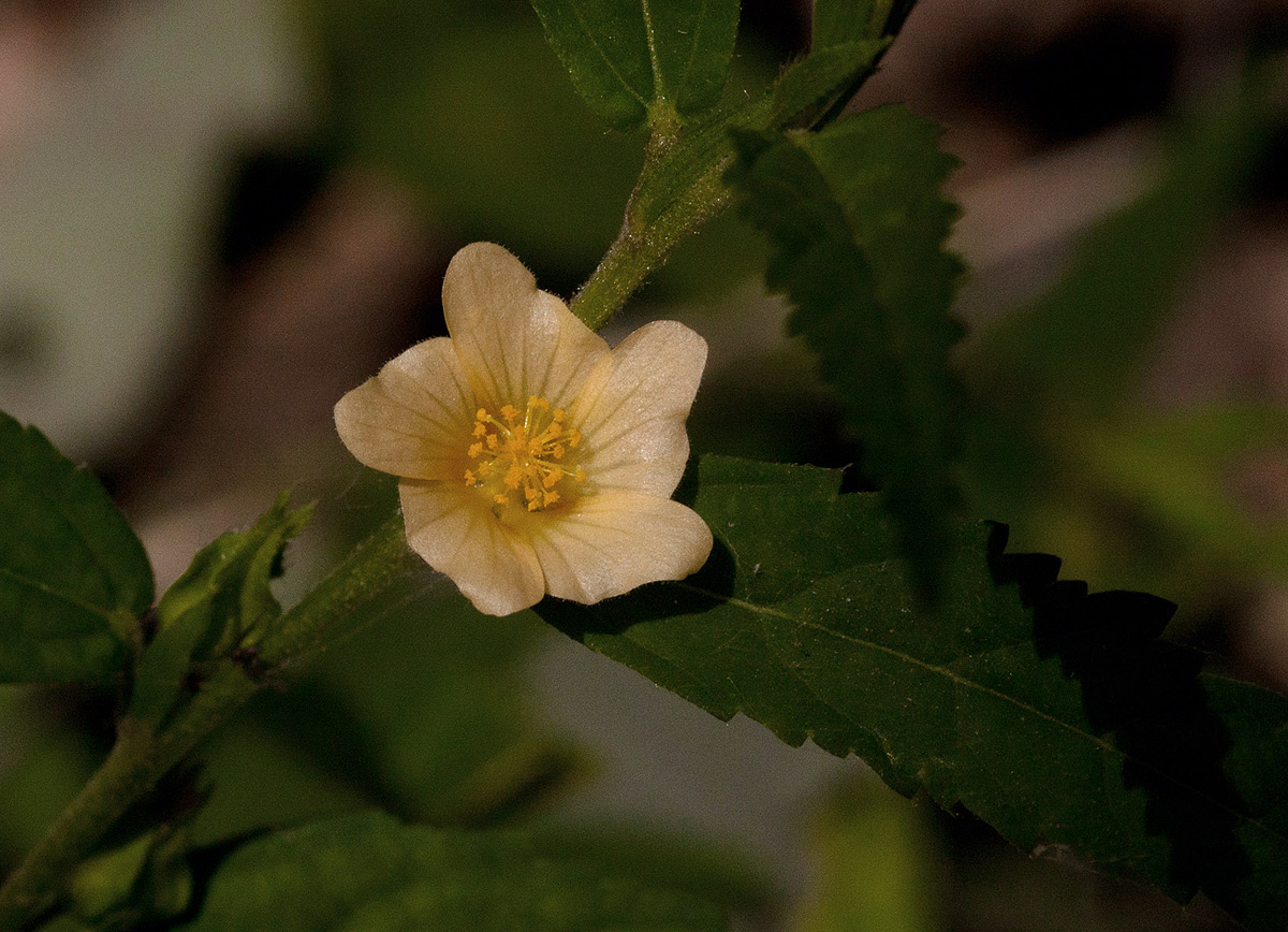 Sida acuta Sida acuta