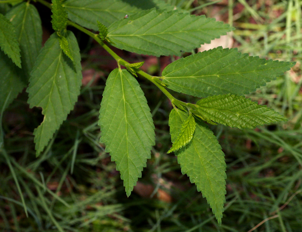 Sida acuta Sida acuta