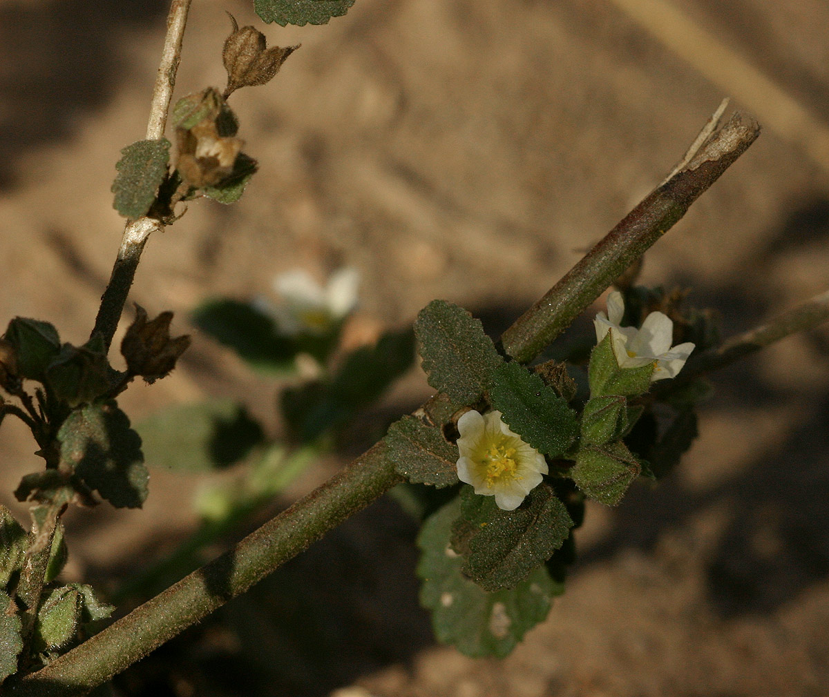 Sida alba