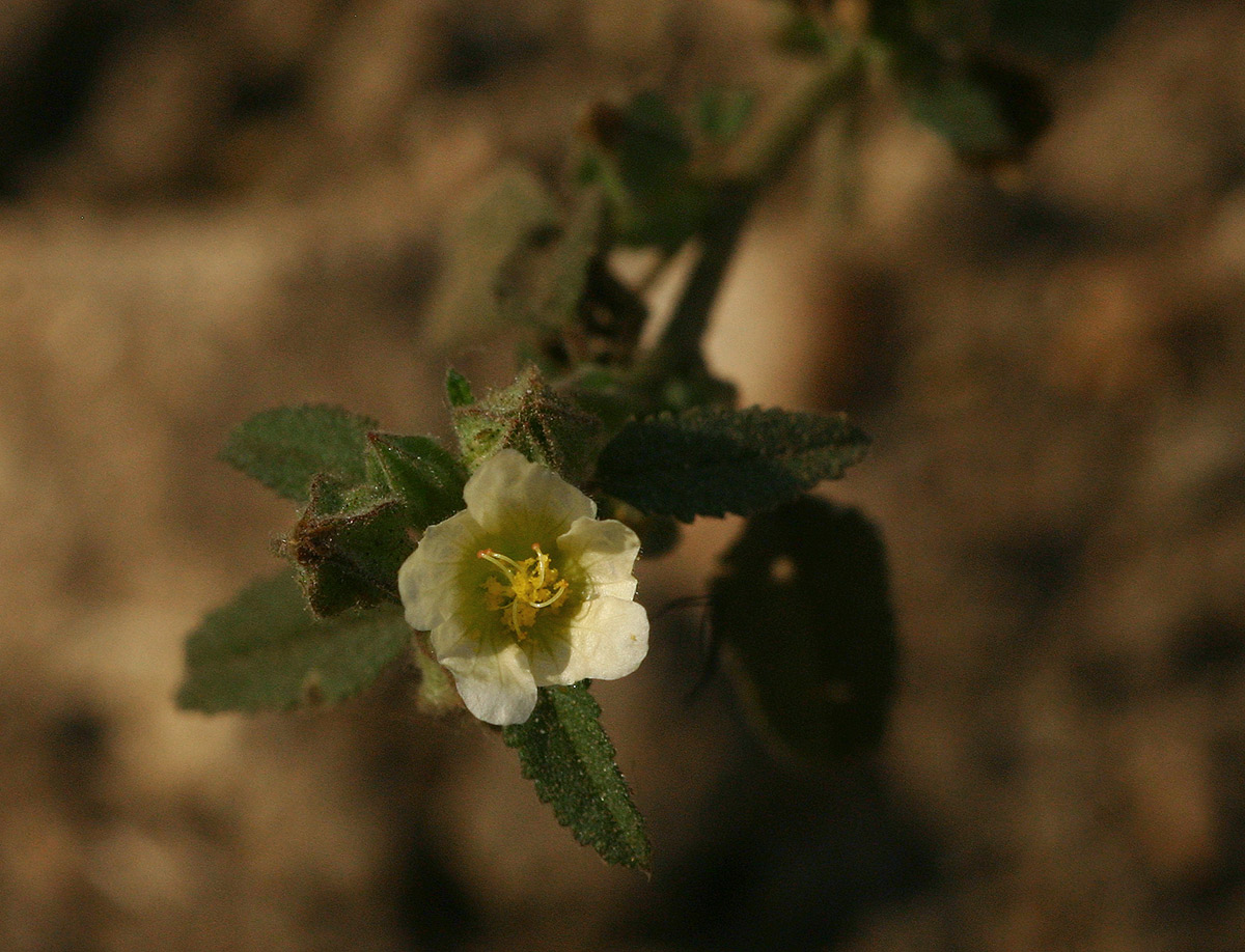 Sida alba Sida alba